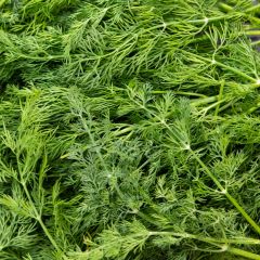 500151C Dill (fresh)