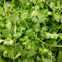 500148C Coriander (fresh)