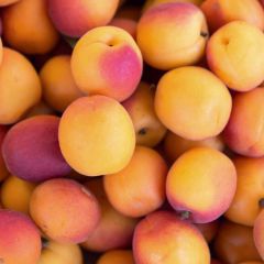 500397C Apricots (fresh)