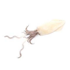 FISH094 Whole Squid
