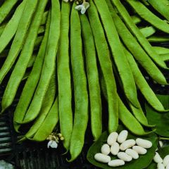 500308C Runner Beans (fresh)