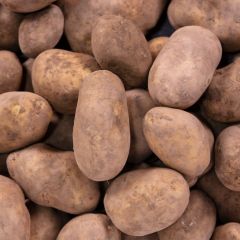 500413C Potatoes for General Use