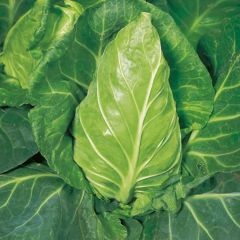 500442C Hispi Cabbage (fresh)