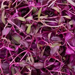 500351C Red Amaranth Micro Leaf (fresh)