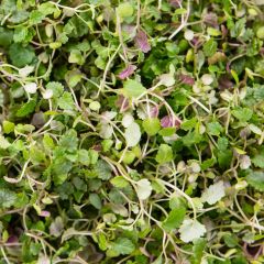 500386C Lemon Balm Micro Leaf (fresh)