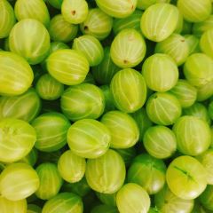 Gooseberries (Golden Garden)