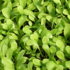 500210C Sorrel (fresh)
