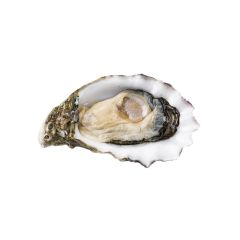 FISH069 Scottish Oysters