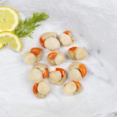 205826C Queen Scallops (Arctic Royal)