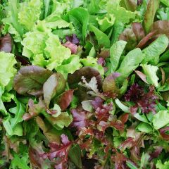500258C Mesclun (fresh)