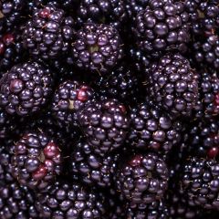 500209C Blackberries (fresh)