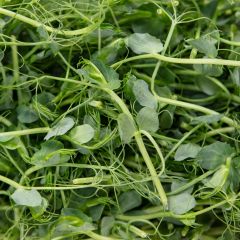 500353C Pea Shoots Micro Leaf (fresh)