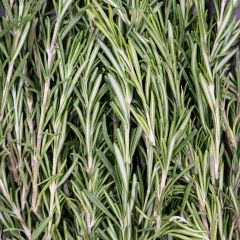 500160C Rosemary (fresh)