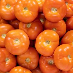 500204C Beef Tomatoes (fresh)