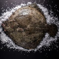 FISH080 Whole Turbot