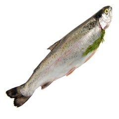 FISH005 Whole Rainbow Trout 280-340g