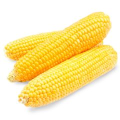 200023S Corn on the Cob (Greens)