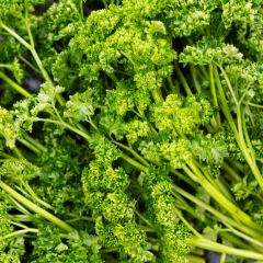 500038C Parsley (fresh)