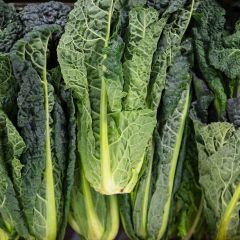 500410C Cavolo Nero