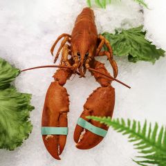FISH062 Whole Live Lobster
