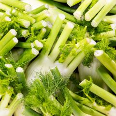 500039C Fennel (fresh)
