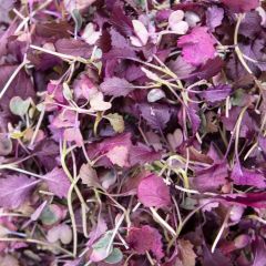 500352C Red Mustard Micro Leaf (fresh)