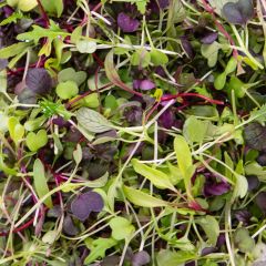 500354C Mixed Salad Micro Leaf (fresh)