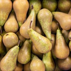 500056C Pears (fresh)