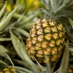 500063C Pineapples (fresh)