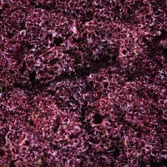 500036C Lollo Rosso Lettuce (fresh)