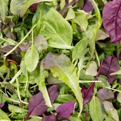 500330C Premium Mixed Lettuce Leaves (fresh)