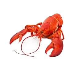 FISH028 Whole Cooked Lobster
