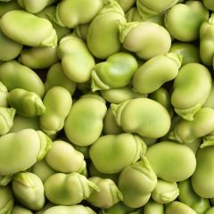 500318C Broad Beans (box) (fresh)