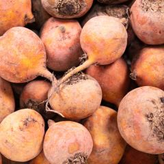 500372C Golden Beetroot (fresh)
