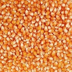 309032S Popcorn Kernels