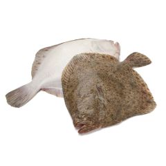 FISH080 Whole Turbot