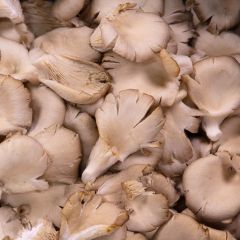 500194C Oyster Mushrooms (fresh)