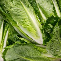 500428C Cos Lettuce (fresh)