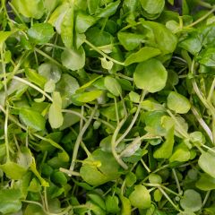 500165C Watercress (fresh)