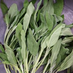 500161C Sage (fresh)