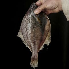 FISH053 Whole Halibut