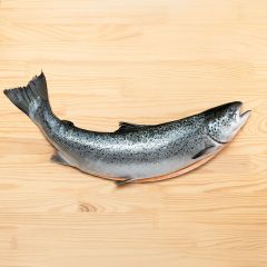 FISH001 Whole Salmon (gutted) 3-4kg