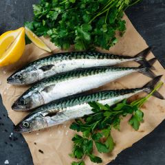 FISH074 Whole Mackerel