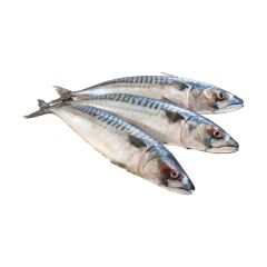 FISH074 Whole Mackerel