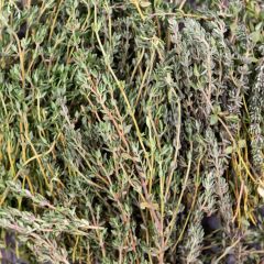500162C Thyme (fresh)