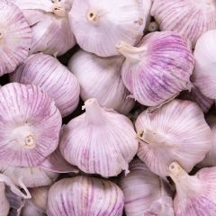 500040C Garlic (fresh)