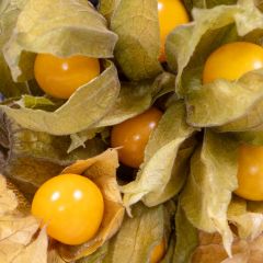 500192C Physalis (fresh)