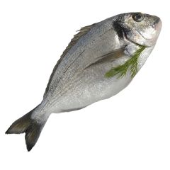 FISH050 Sea Bream
