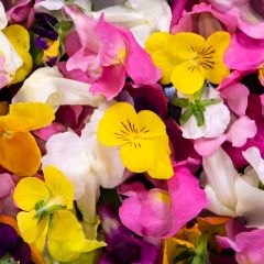 500347C Edible Flowers (fresh)