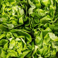 500430C Flat Lettuce (fresh)